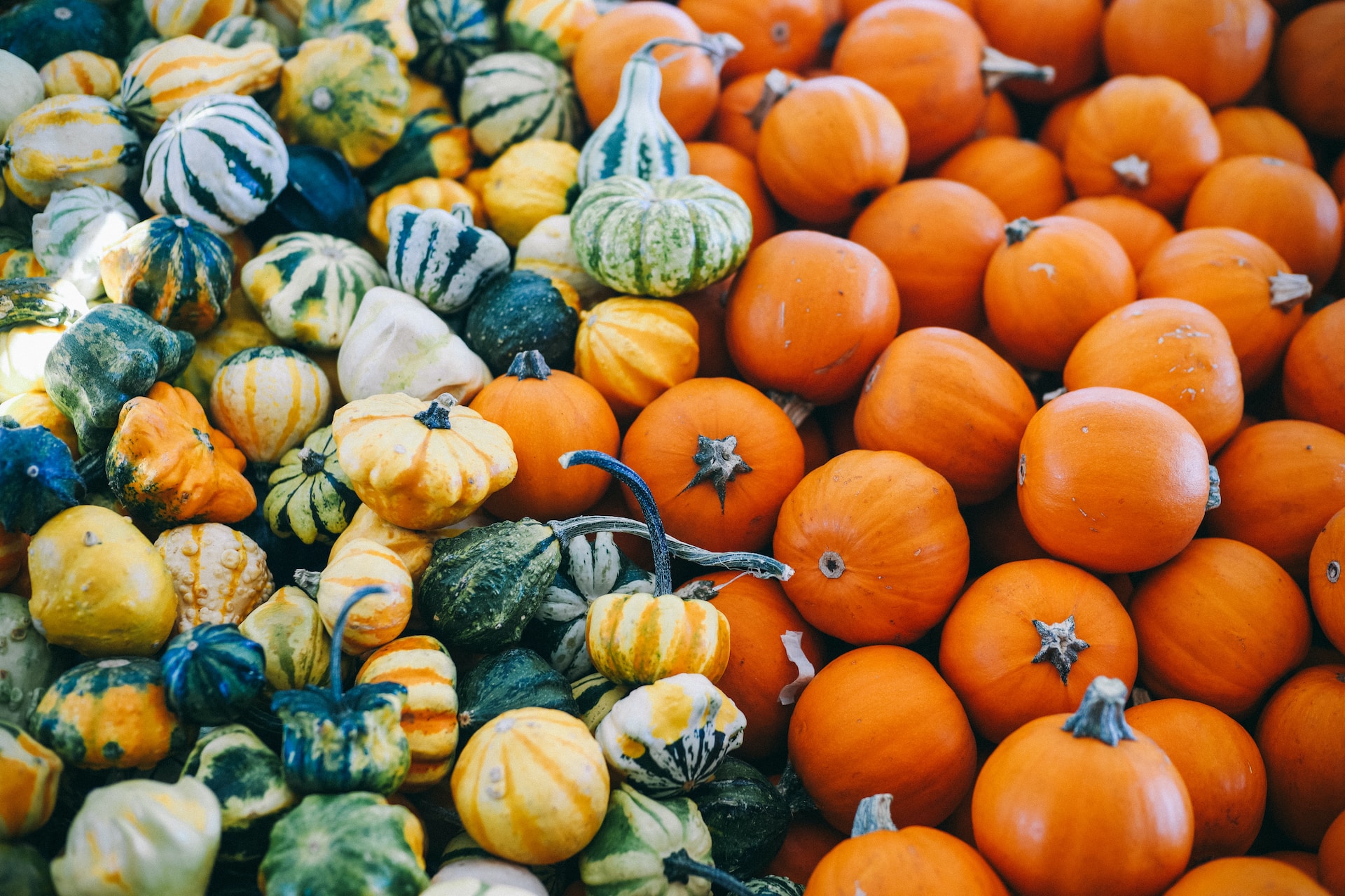 Autumn Vegetables